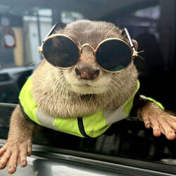 Degen the Otter